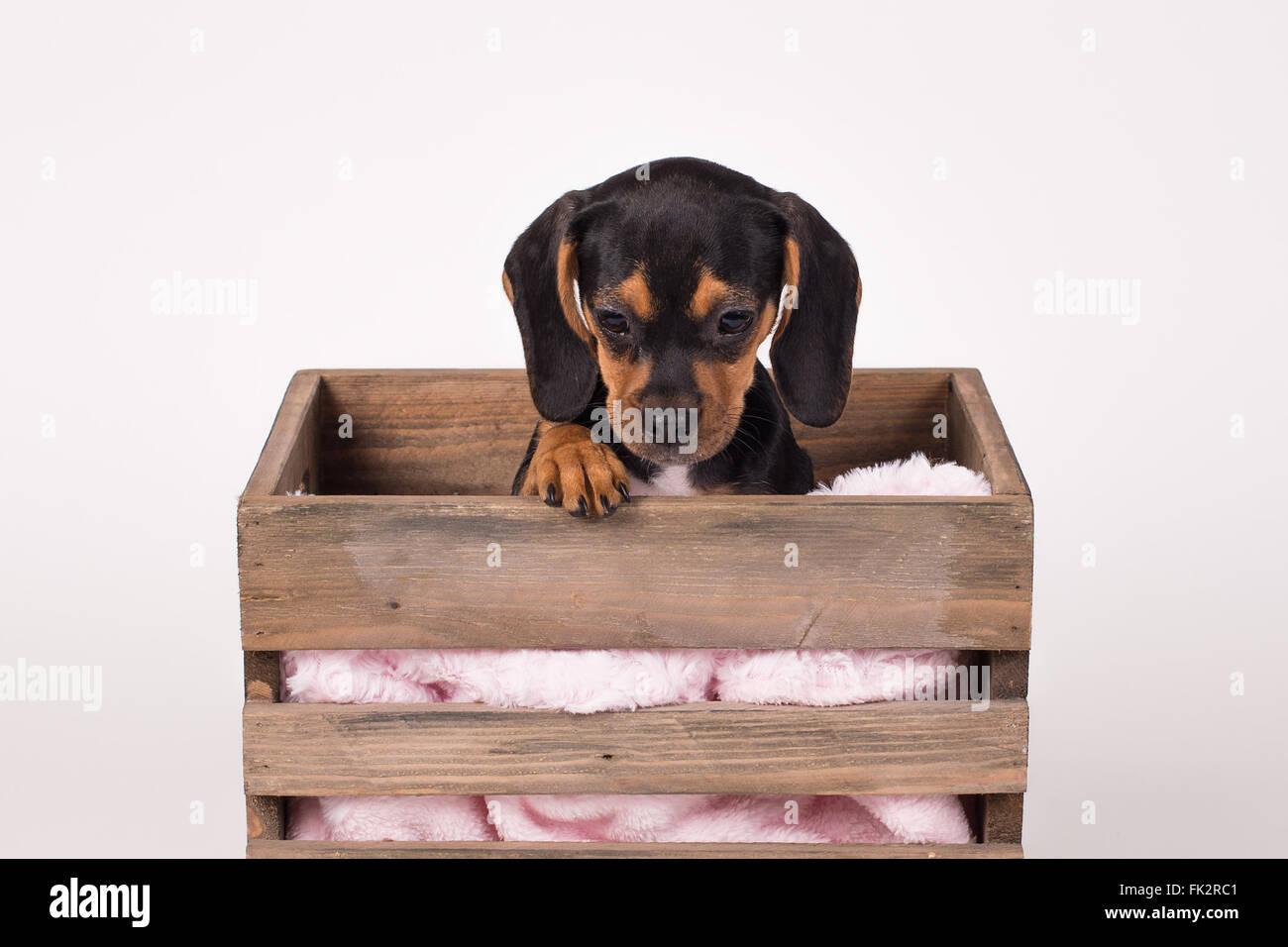 Beagle Pug Puppy in Wooden Box Stock Photo