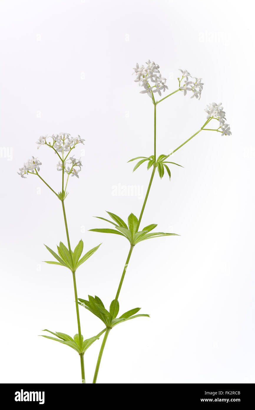 Fresh Flowering Woodruff With Leaves On White Background Stock Photo