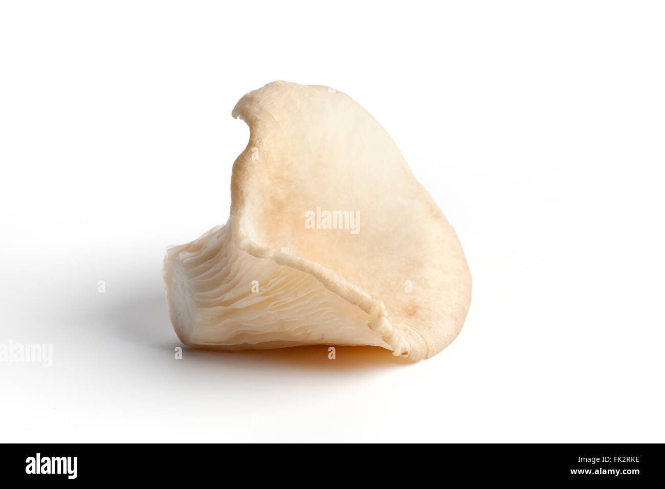 Oyster mushroom hires stock photography and images Alamy