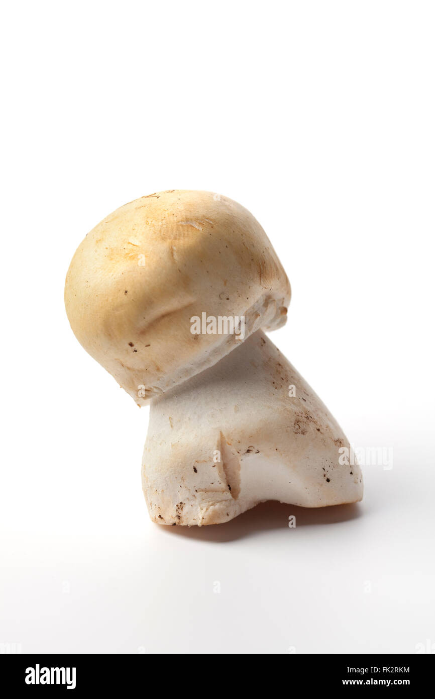Single fresh raw anise champignon mushroom on white background Stock Photo