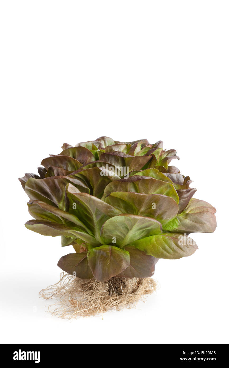 Fresh red Salanova lettuce with roots on white background Stock Photo