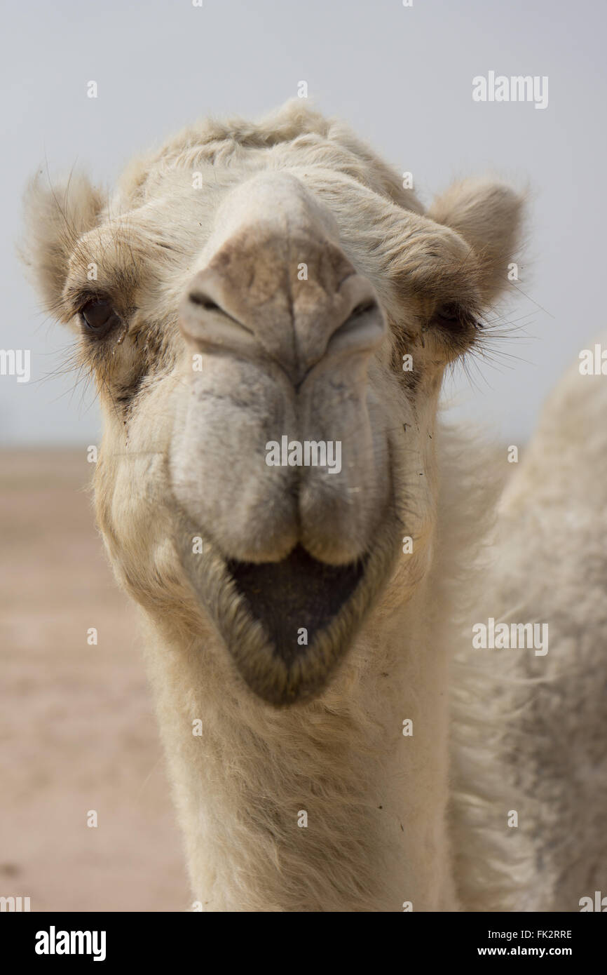Camel eyes hi-res stock photography and images - Alamy Camel eyes hi-res stock photography and images - Alamy