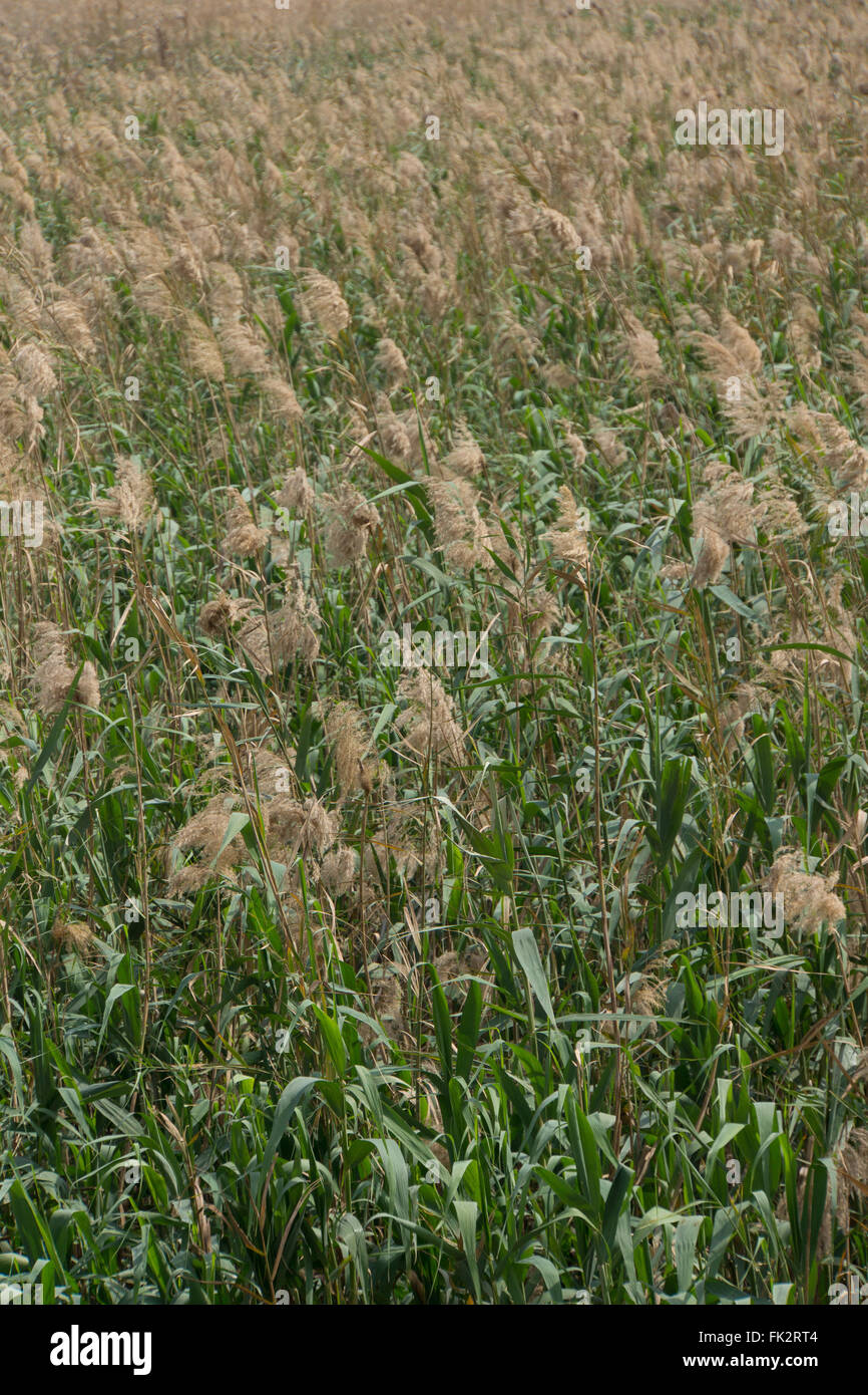 Reeds in a nature park and wetland Stock Photo - Alamy
