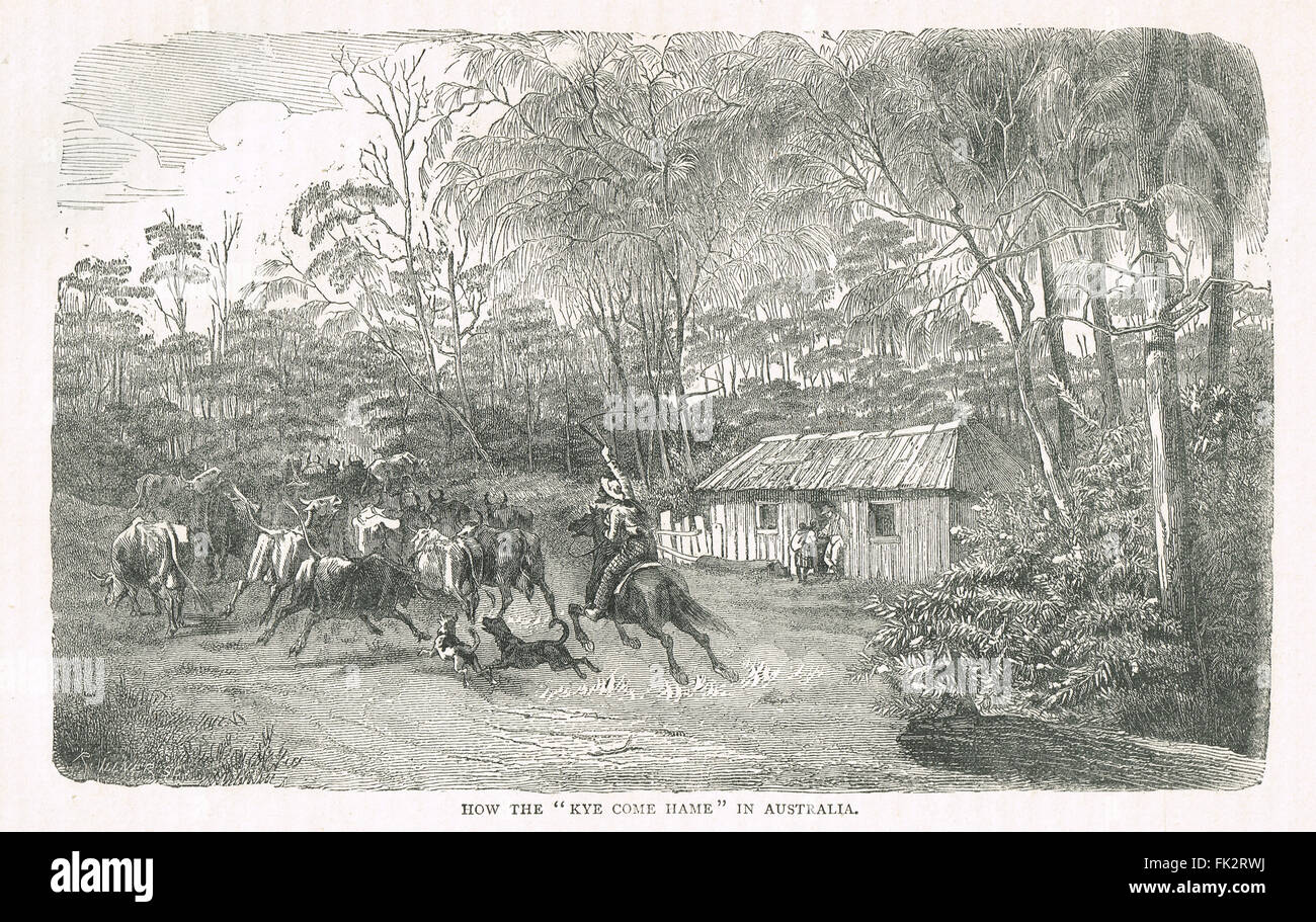 Herding cattle in Australia in the 19th century Stock Photo