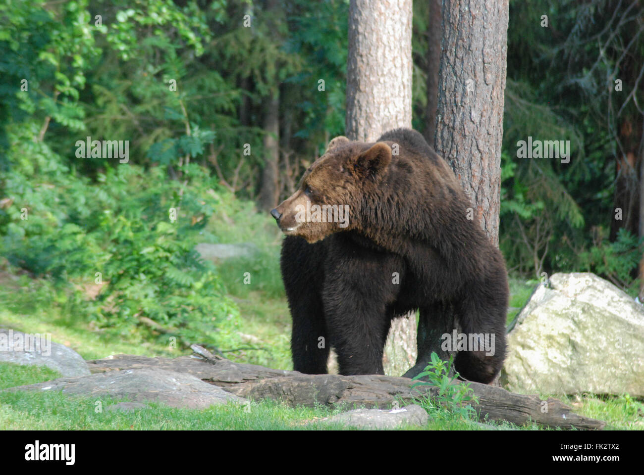 European brown bear or Eurasian brown bear (Ursus arctos arctos) in Taiga forest in eastern Finland. Stock Photo
