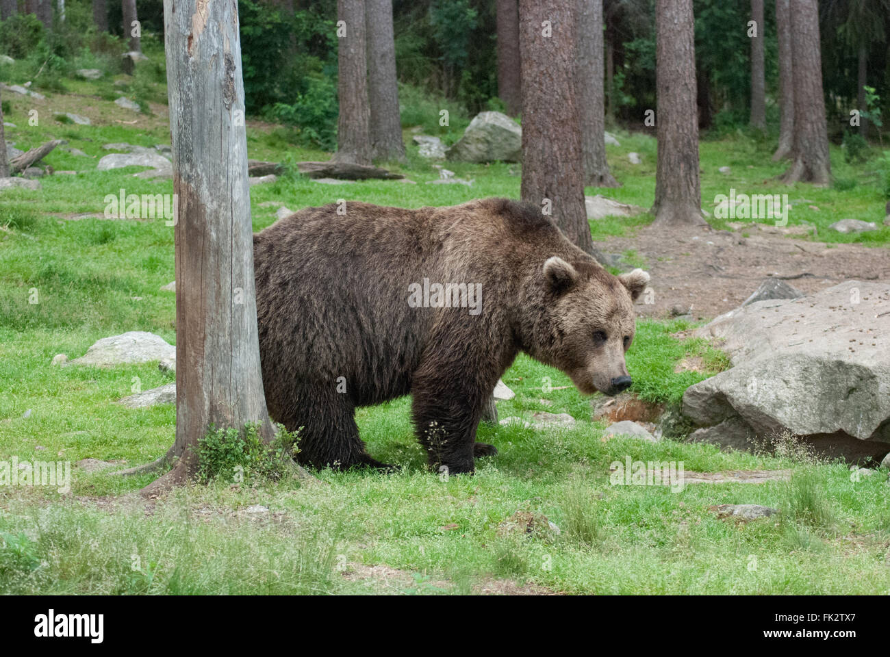 European brown bear or Eurasian brown bear (Ursus arctos arctos) in Taiga forest in eastern Finland. Stock Photo