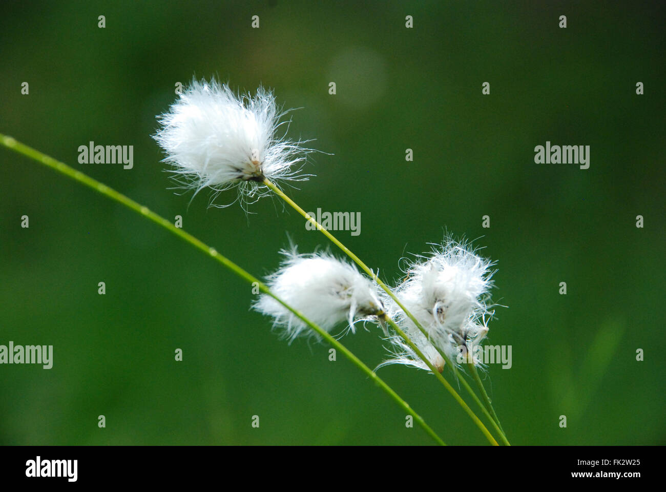 Eriophorum (cottongrass, cotton-grass or cottonsedge) in Taiga forest in eastern Finland Stock Photo