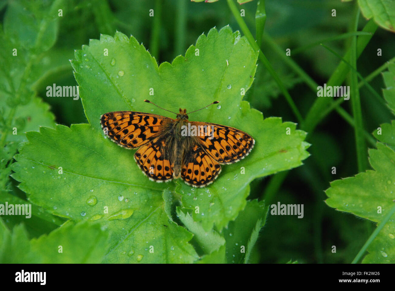 Cranberry fritillary butterfly (Boloria aquilonaris) in meadow in Finland Stock Photo