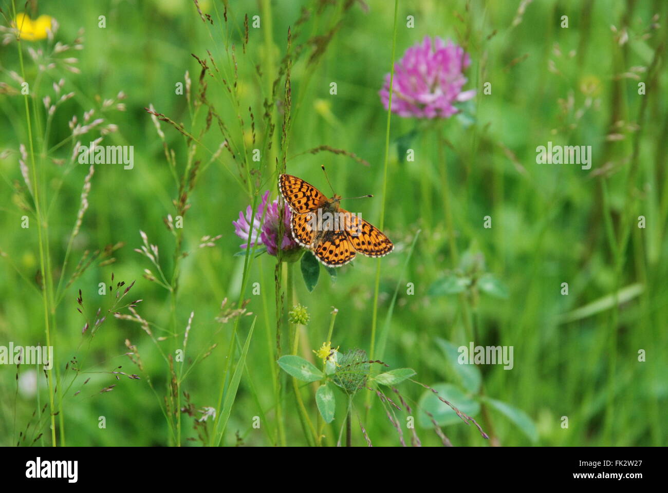 Cranberry fritillary butterfly (Boloria aquilonaris) in meadow in Finland Stock Photo