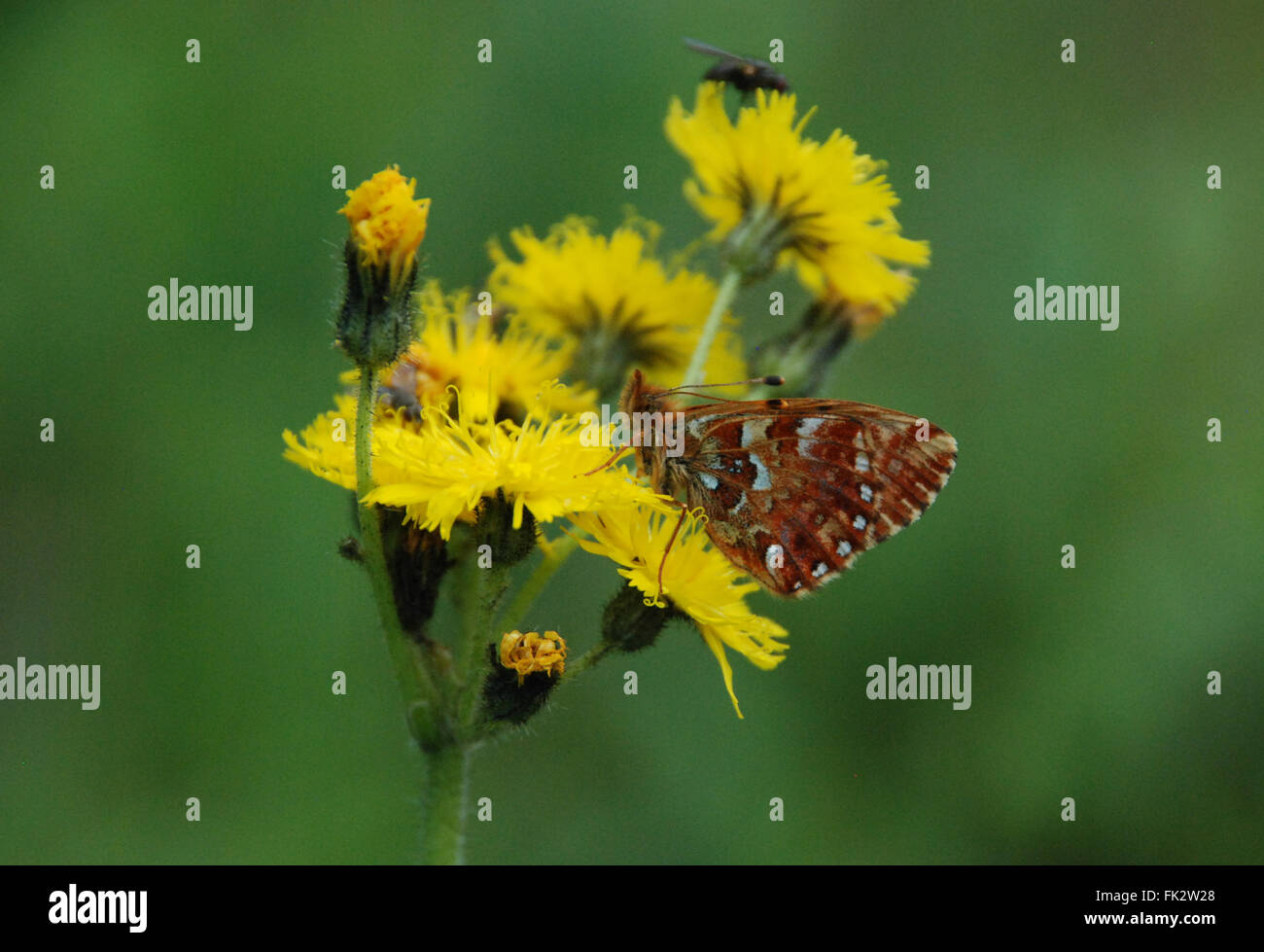 Cranberry fritillary butterfly (Boloria aquilonaris) on yellow flower in Finland Stock Photo