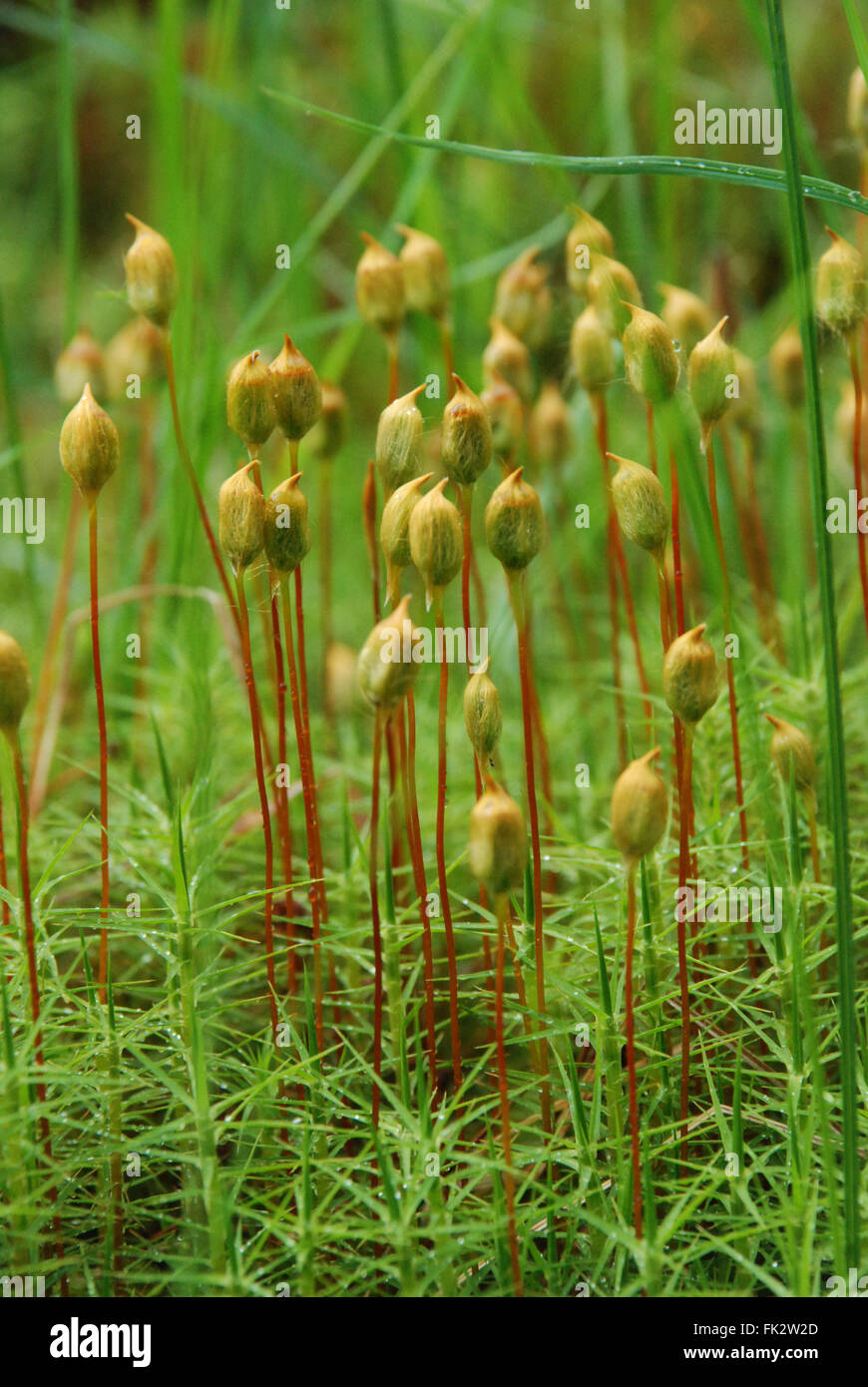 Thick green moss with sporophytes topped with spores in the Taiga forest of eastern Finland. Stock Photo