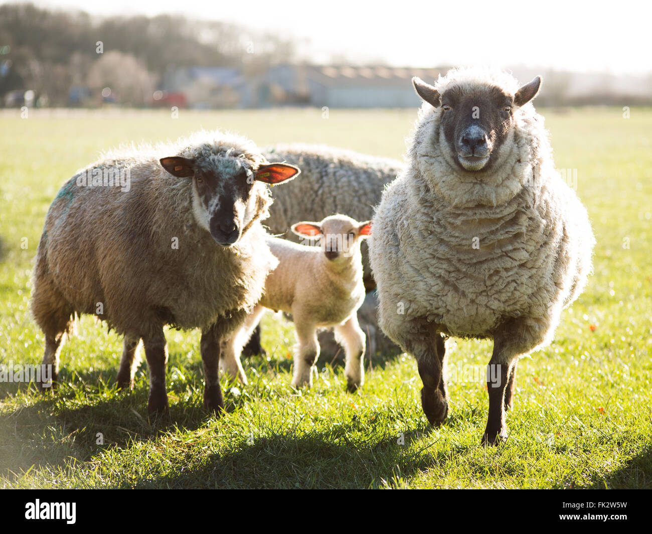 Spring lambs in the sun hi-res stock photography and images - Alamy