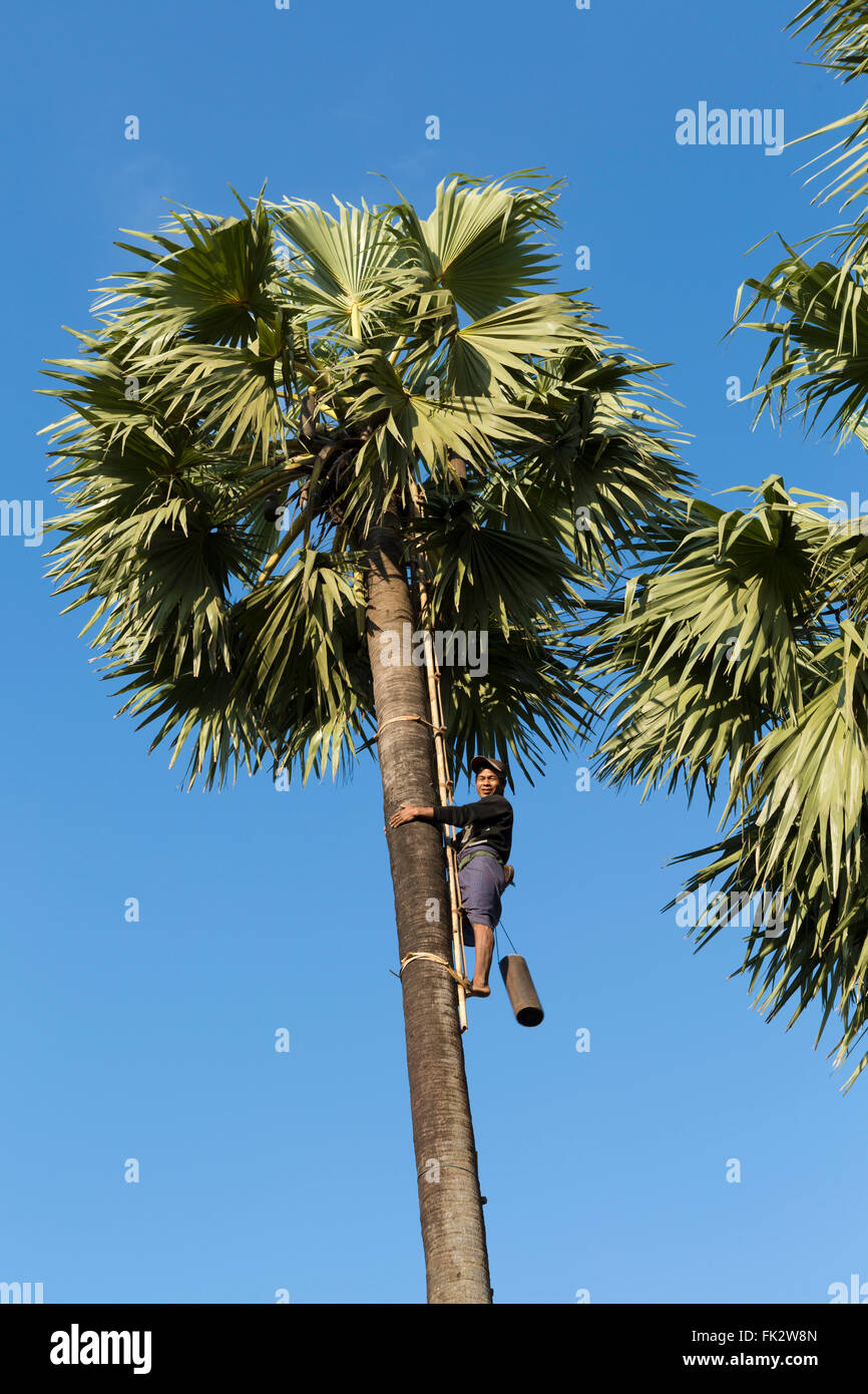 Asia, Southeast Asia, Myanmar, Dawei, harvesting palm toddy Stock Photo ...