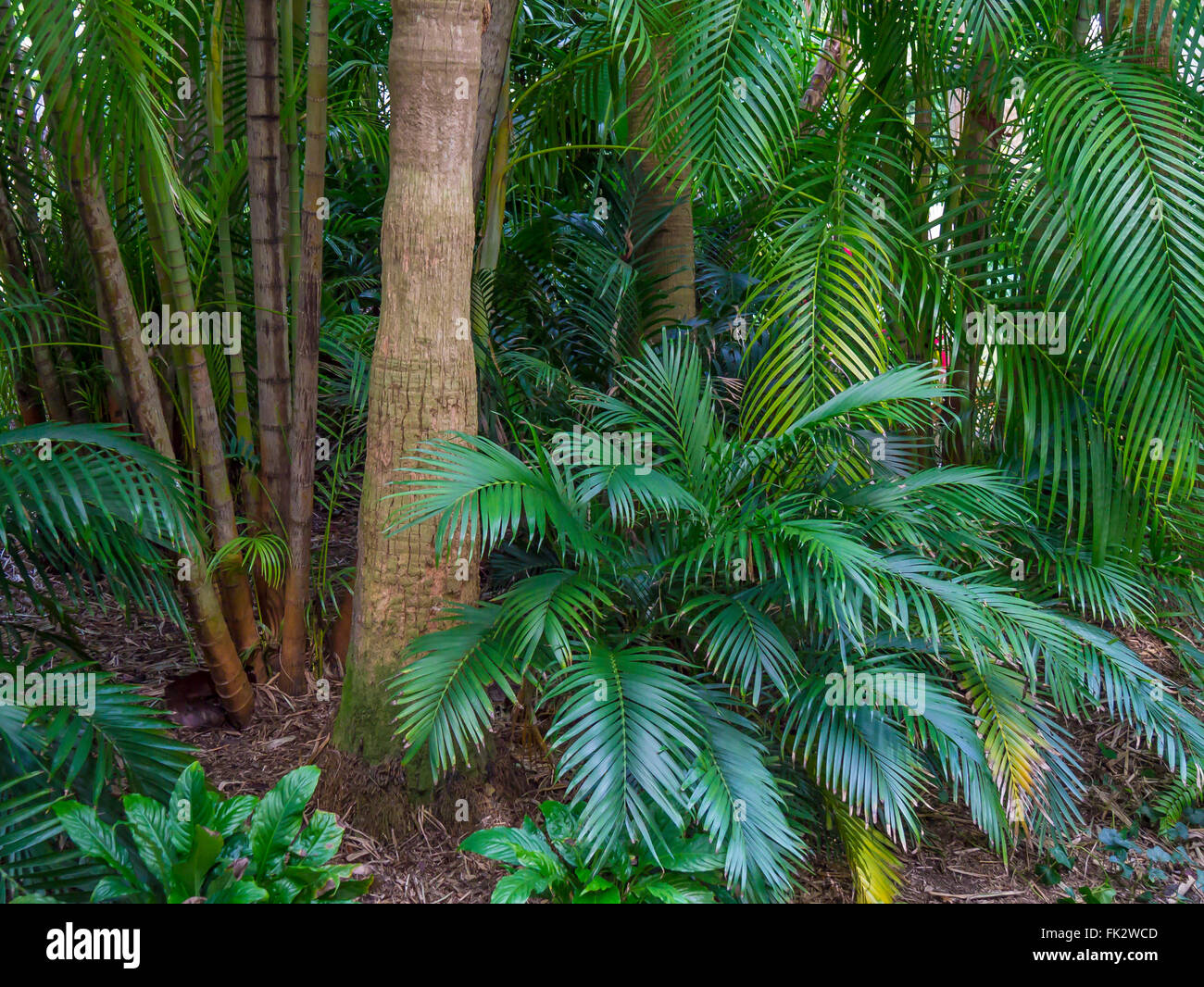 Tropical plants  in Sunken Gardens in St Petersburg Florida Stock Photo