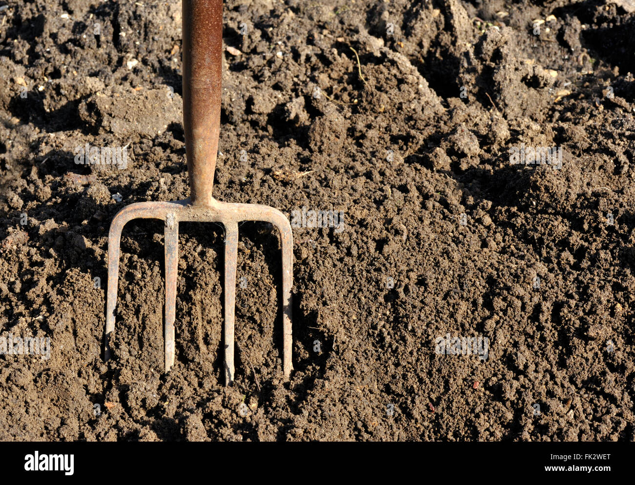 Soil preparation by digging with a garden fork Stock Photo Alamy