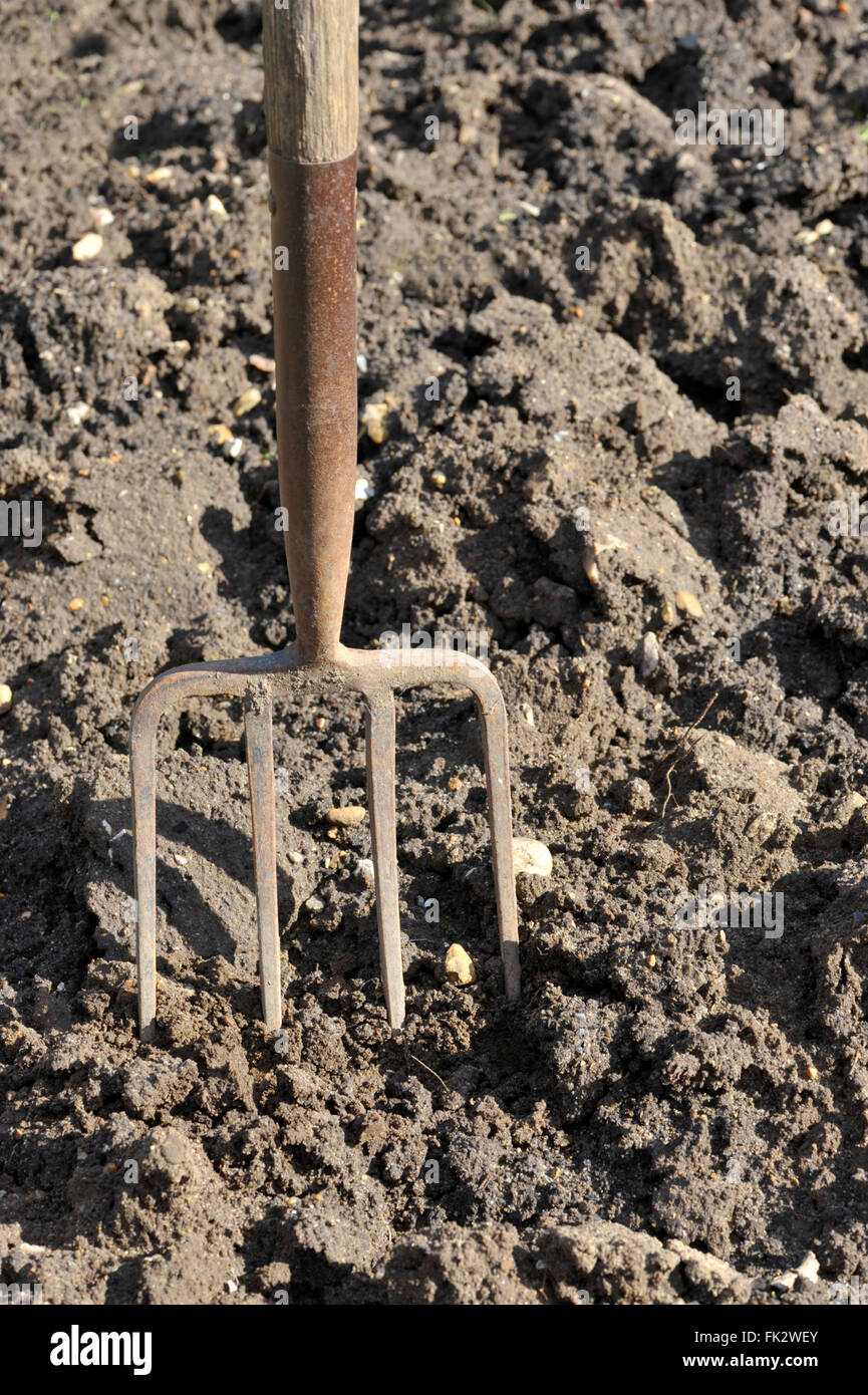Soil preparation by digging with a garden fork Stock Photo Alamy