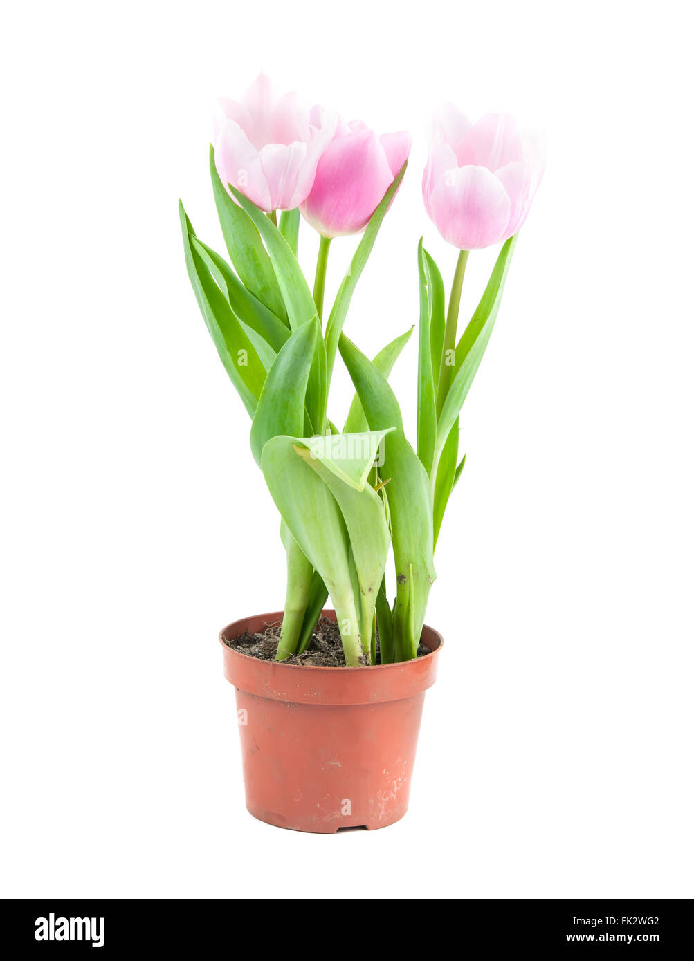 tulip pot in spring time close up Stock Photo