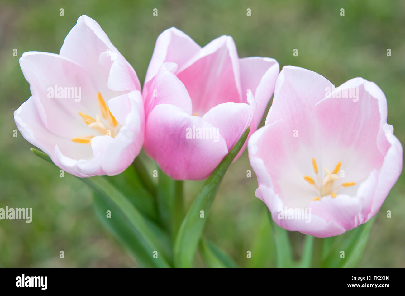 close up photo of pink tulips Stock Photo - Alamy