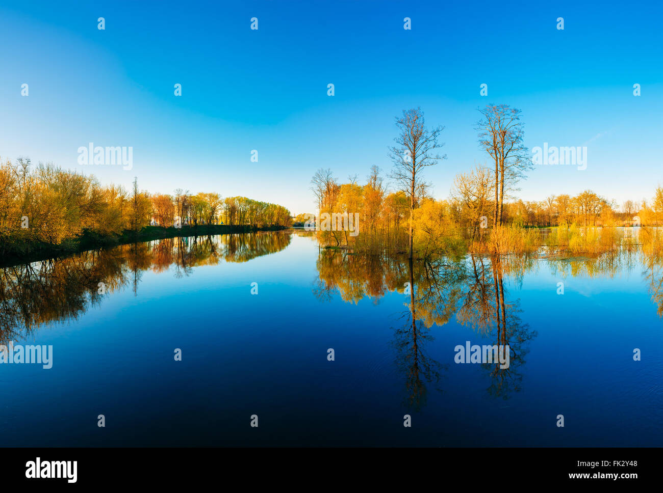 Trees Standing In Water During A Spring Flood. Beautiful spring landscape with reflection in river, lake, pond. Sunny day. Stock Photo