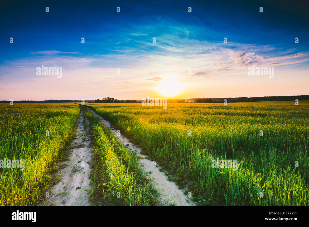 Sunset, sunrise, sun over rural countryside wheat field and road. Green Barley Field In Early Spring. Agricultural Background. Stock Photo