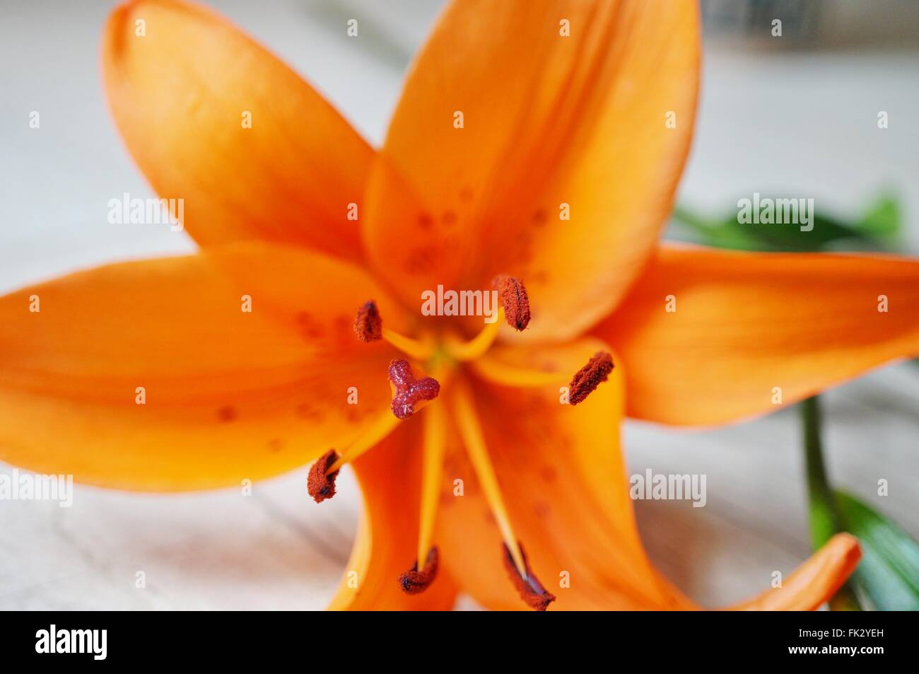 Orange Asiatic lily flower bloom with anthers Stock Photo Alamy