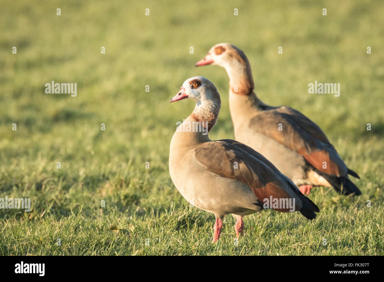 Egyptian geese (Alopochen aegyptiacus) on a meadow. They are native to