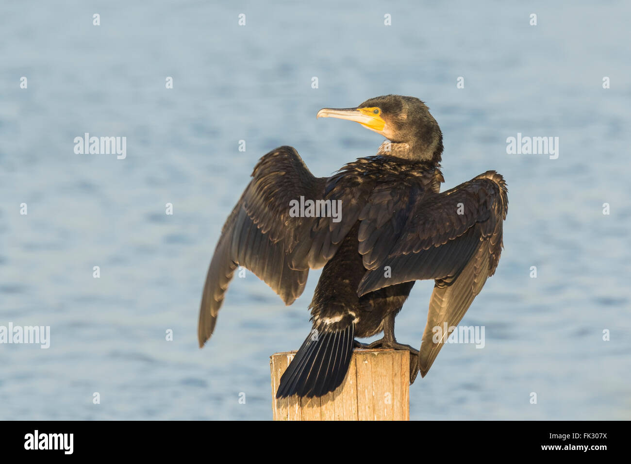Black cormorant, Phalacrocorax carbo, lets its wings dry in the sun. This is characteristic behavior for a cormorant. Stock Photo