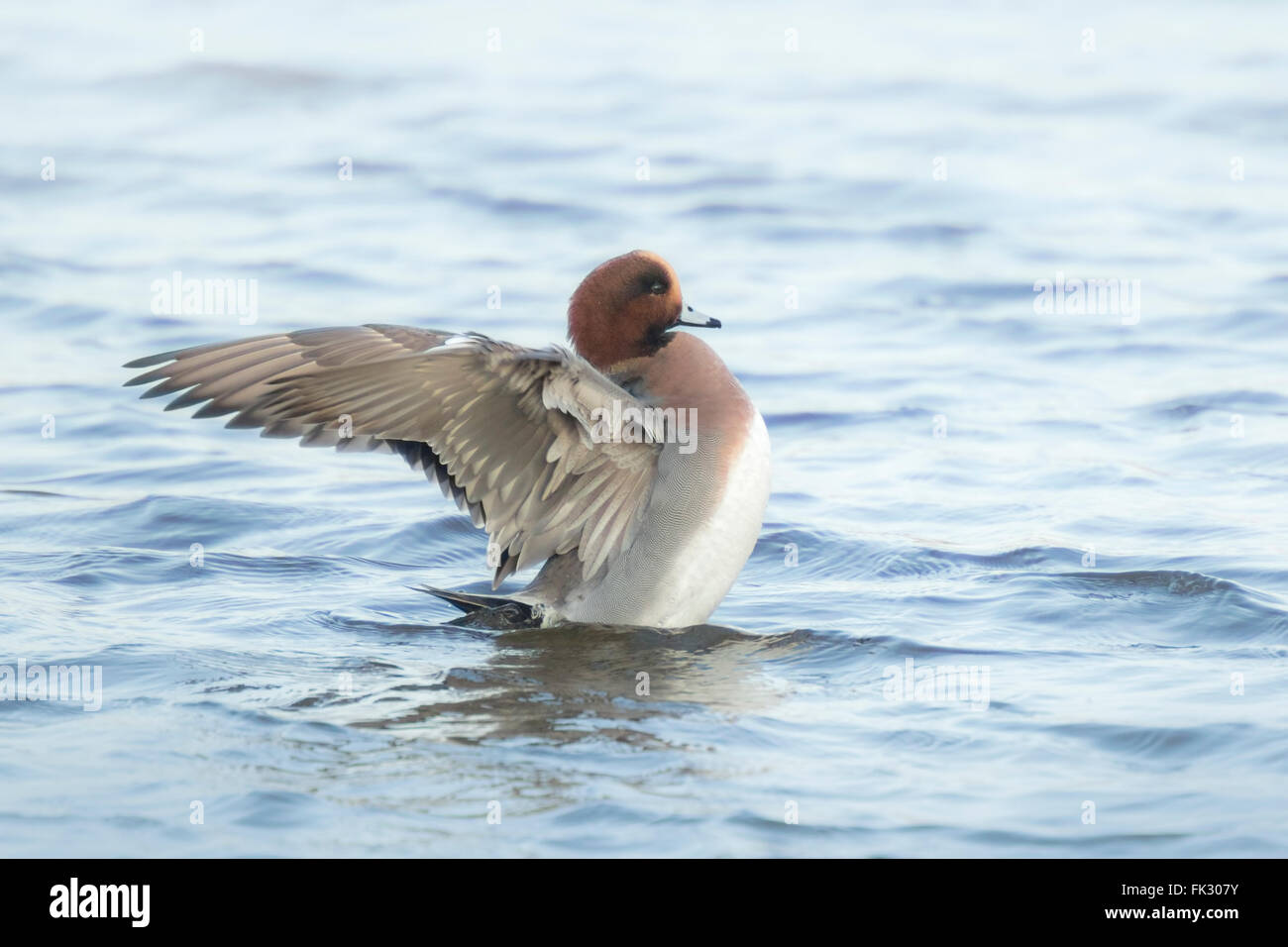 Male eurasian wigeon Anas penelope swimming on the watersurface, preening and spreads his wings. Stock Photo