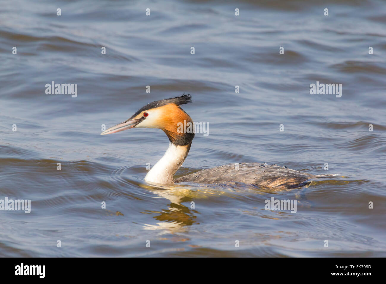 Portrait closeup of a great crested grebe, Podiceps cristatus swimming on the water surface on a lake. Stock Photo