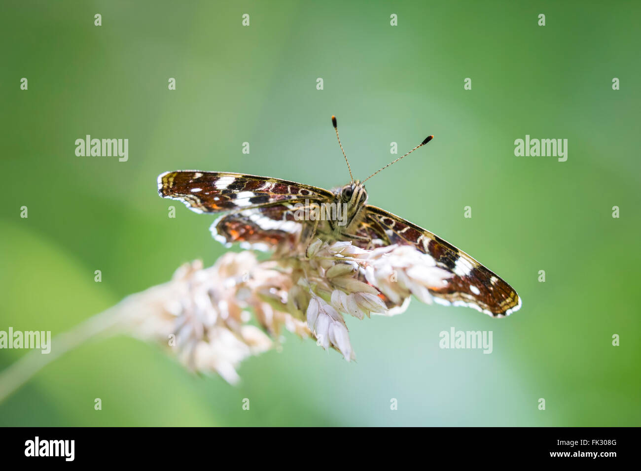 Close-up of the Map butterfly (araschnia levana) in summer outfit, front view. Stock Photo