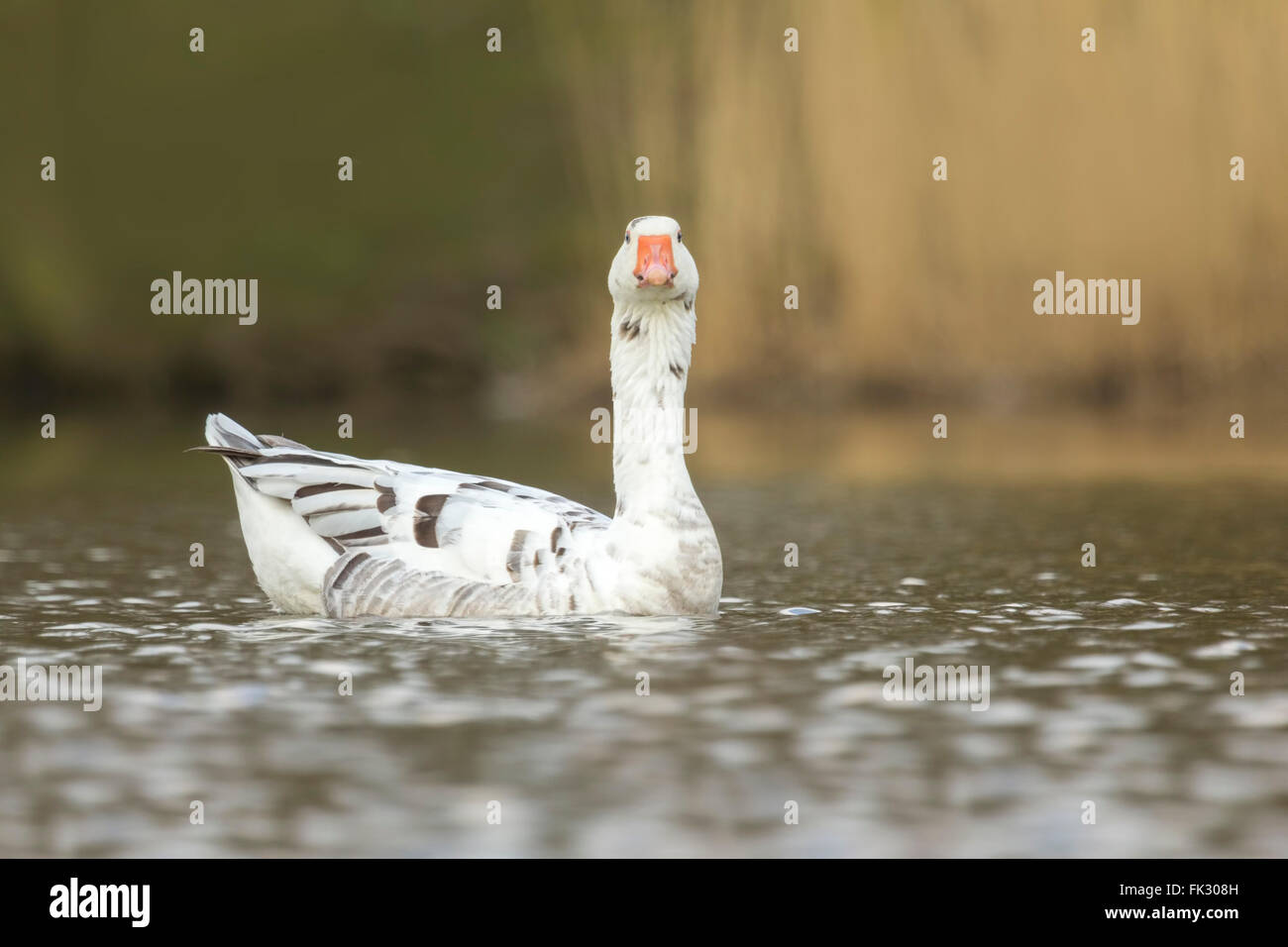 A domestic goose floating in the water during spring season. Note his beautiful blue eyes. Stock Photo