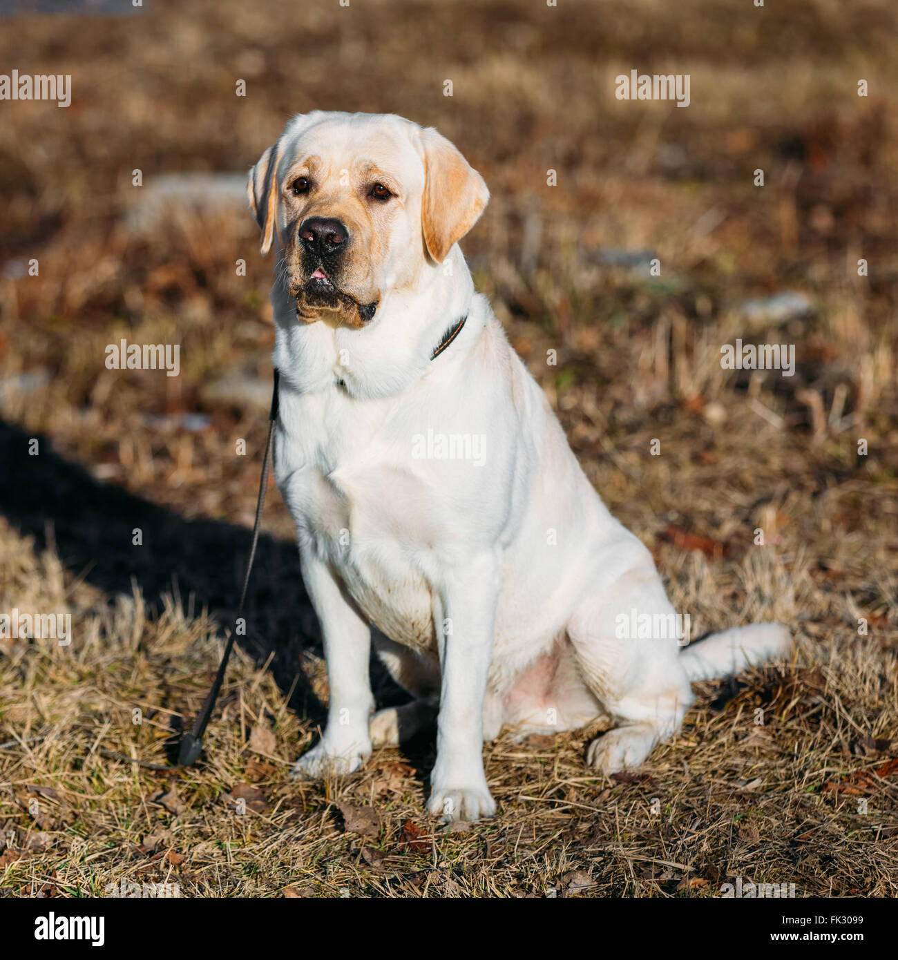 Beautiful White Labrador Dog Outdoor In Spring Season Stock Photo