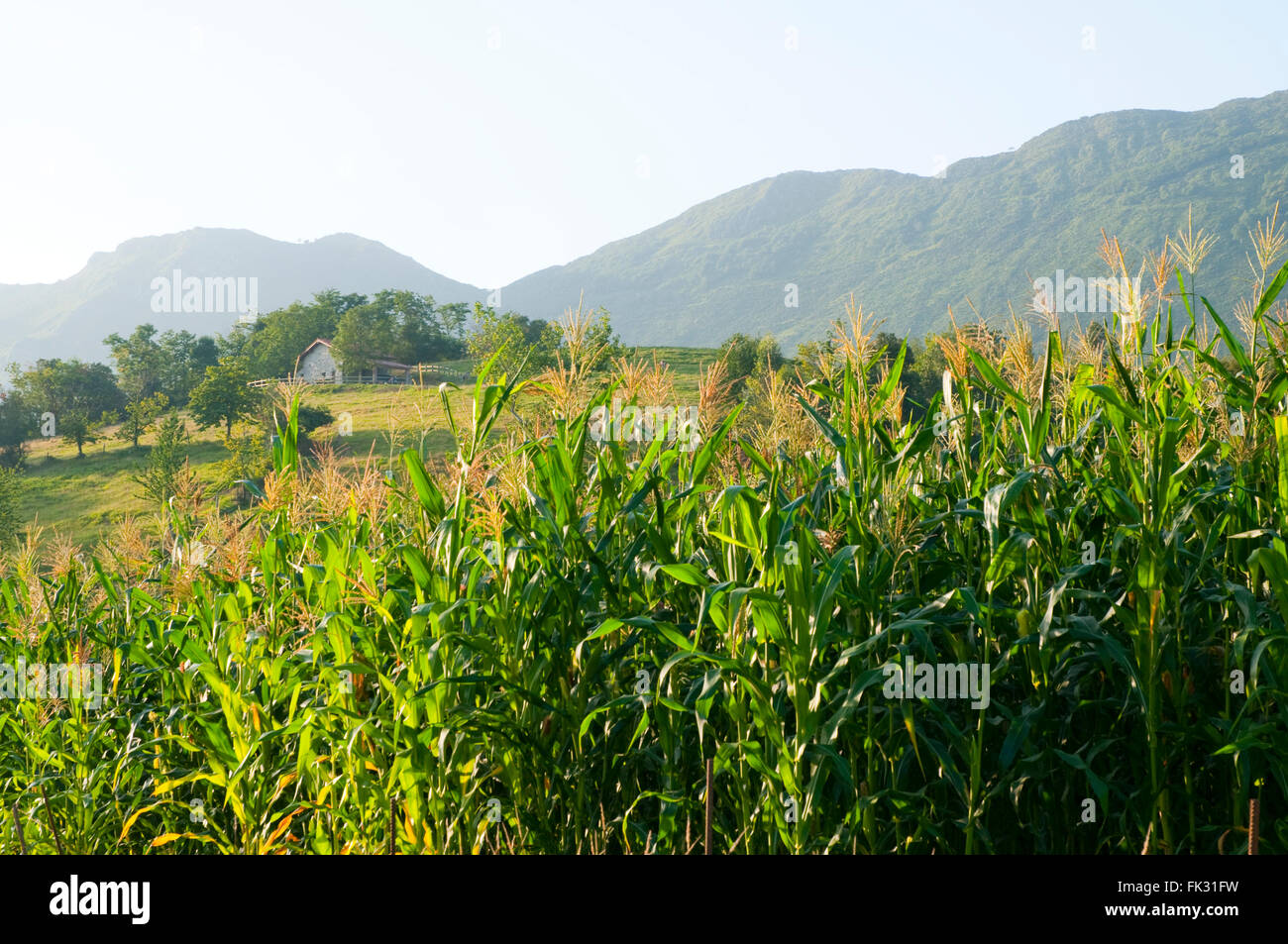 Campo de cultivo de maíz hires stock photography and images Alamy