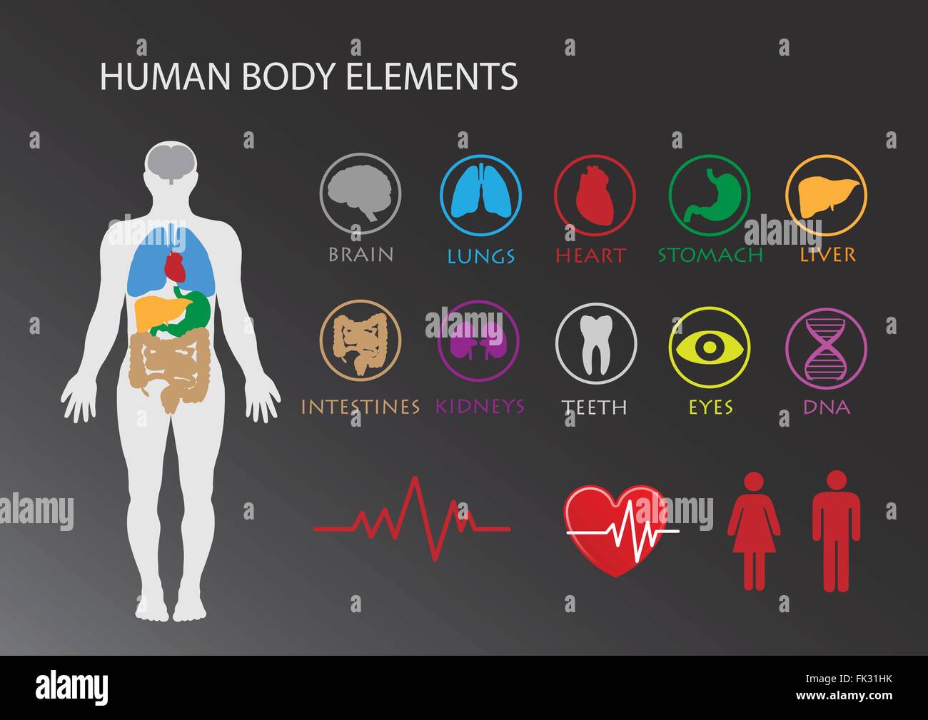 Human Body With Organs Icons Stock Vector