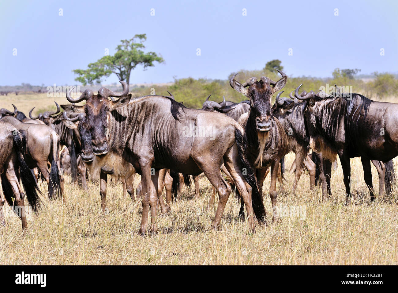 Wildebeests, Connochaetes taurinus, in Masai Mara Stock Photo