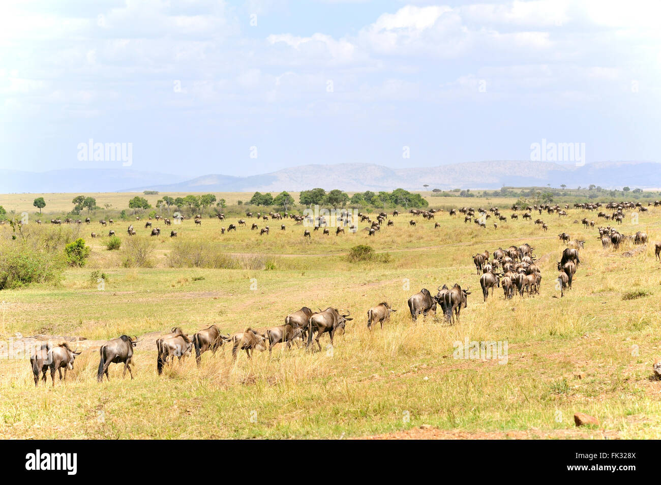 Migration of the Wildebeests, Connochaetes taurinus,  Masai Mara in Kenya Stock Photo
