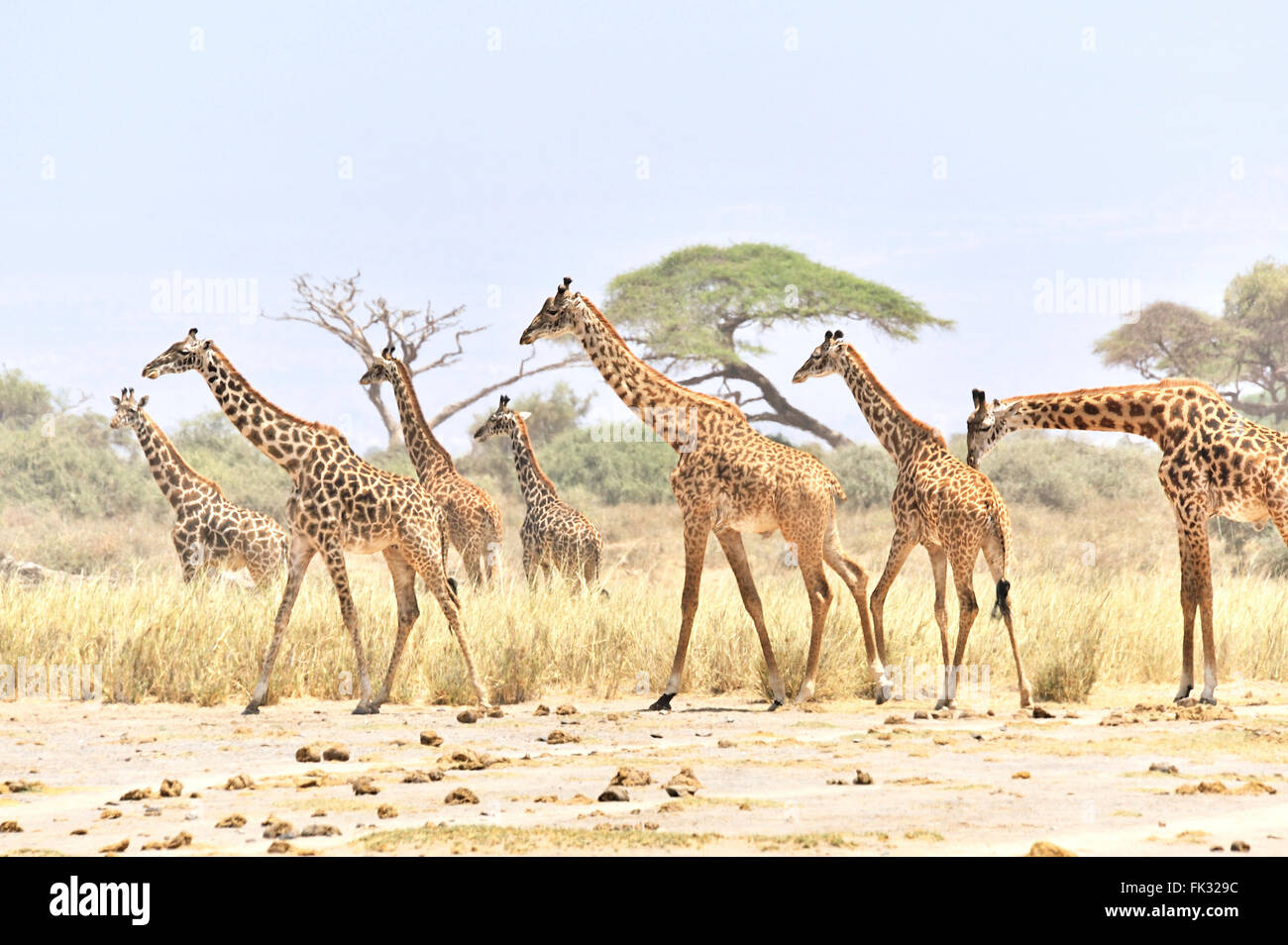 Group of Giraffes, Giraffa camelopardalis, in Amboseli Stock Photo