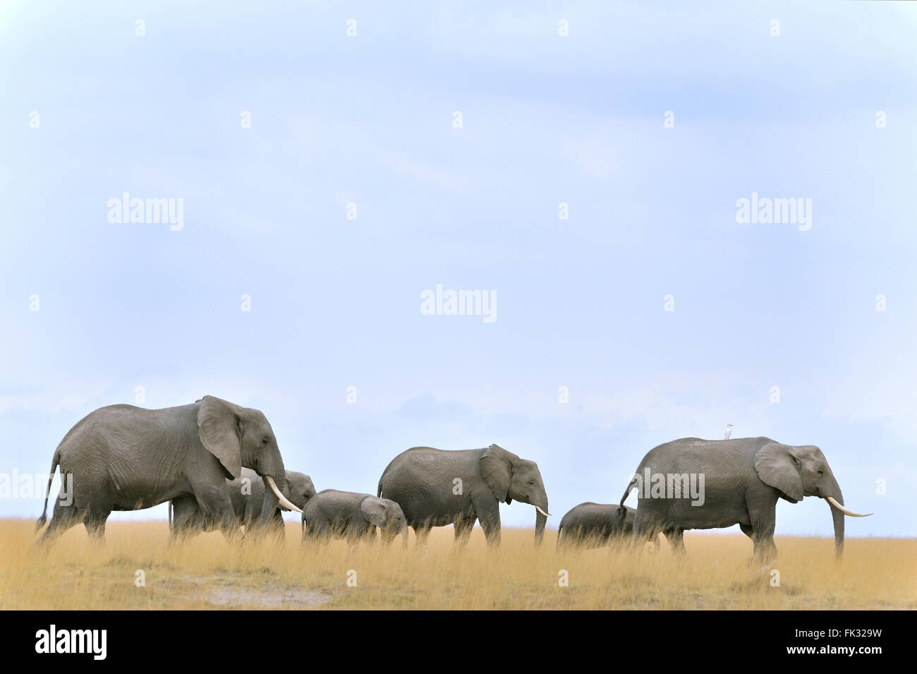 Moving group of elephants, Loxodonta africana, on the horizon of Amboseli Stock Photo
