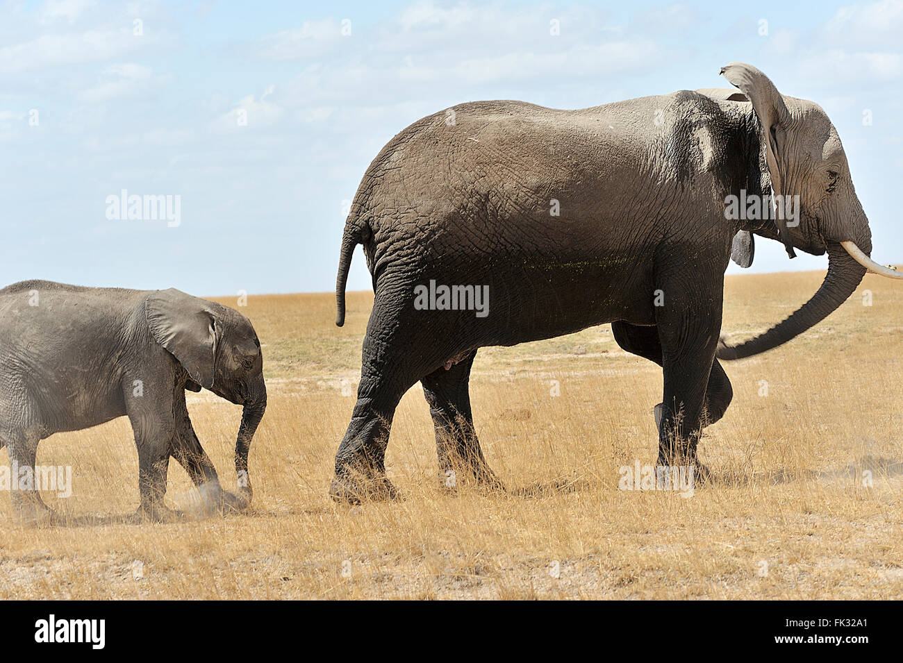 Elephants, Loxodonta africana, just coming from the swamps, Amboseli Stock Photo