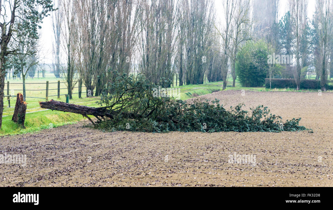 Detail of felled tree Stock Photo Alamy