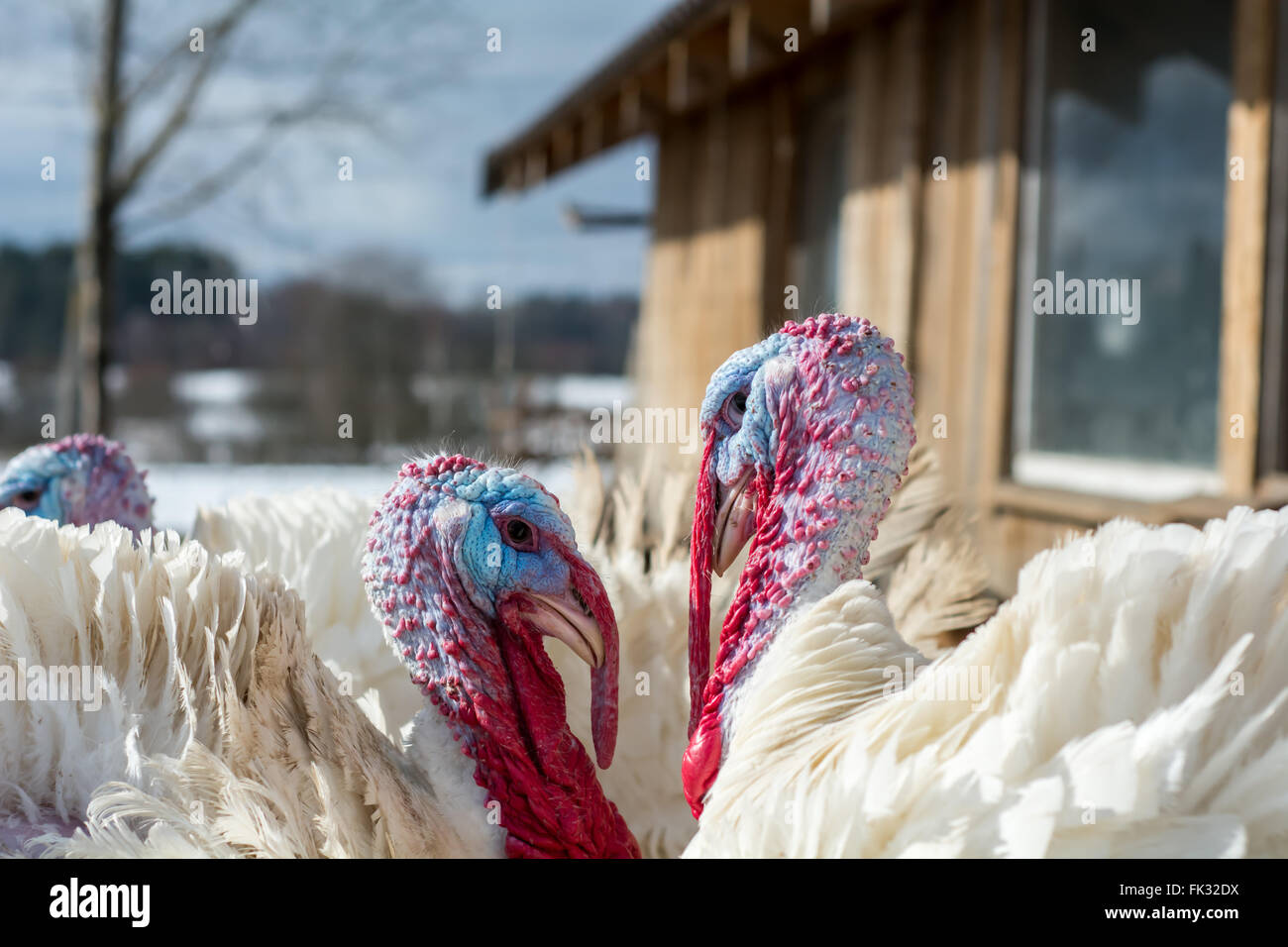 Two turkeys, standing in a sunny farm Stock Photo