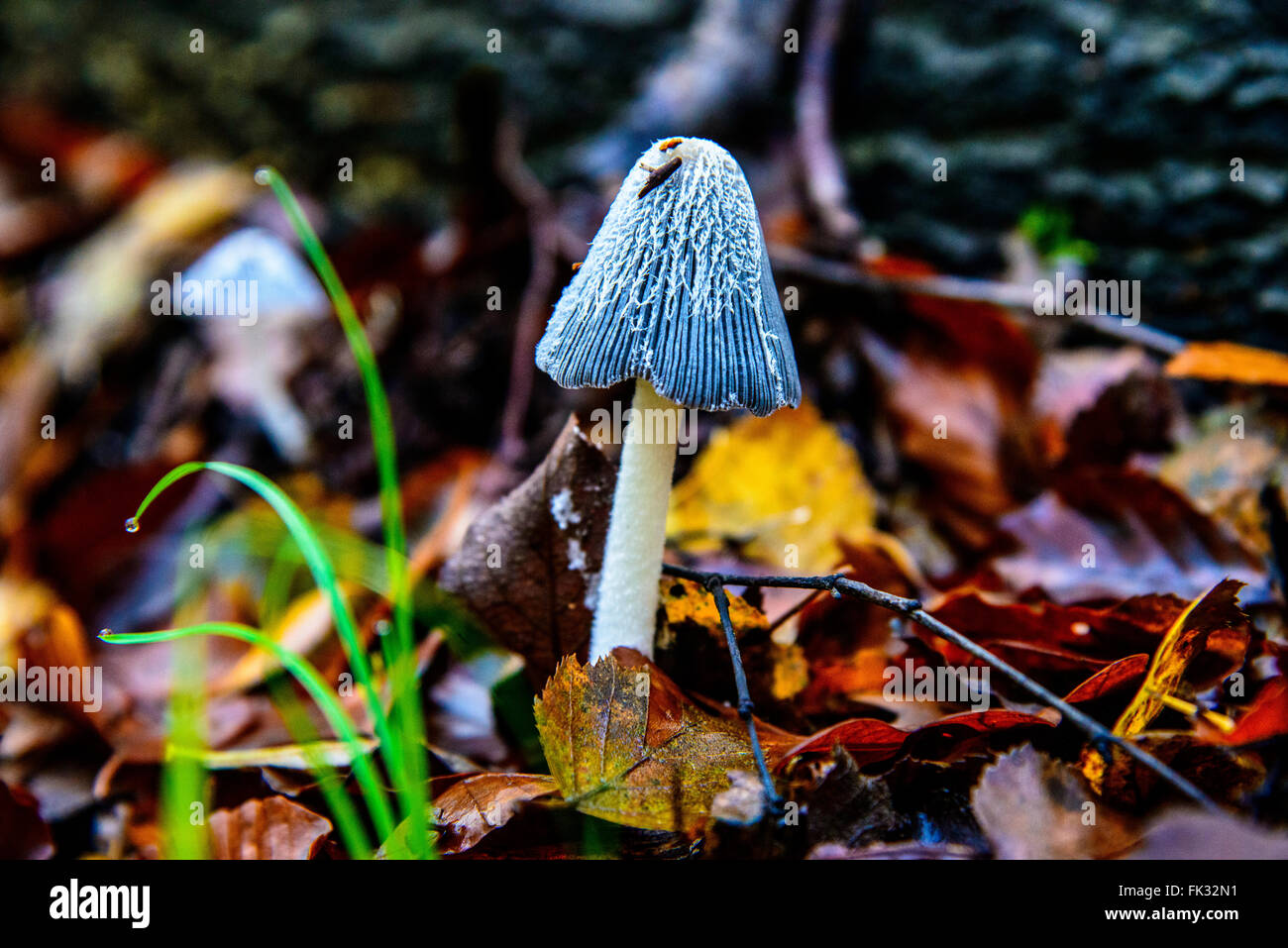 Blue fungi hi-res stock photography and images - Alamy