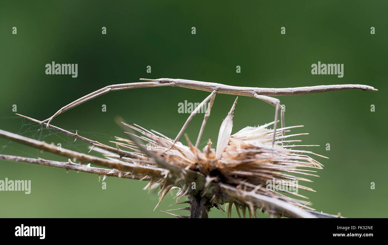 French di hi-res stock photography and images - Alamy