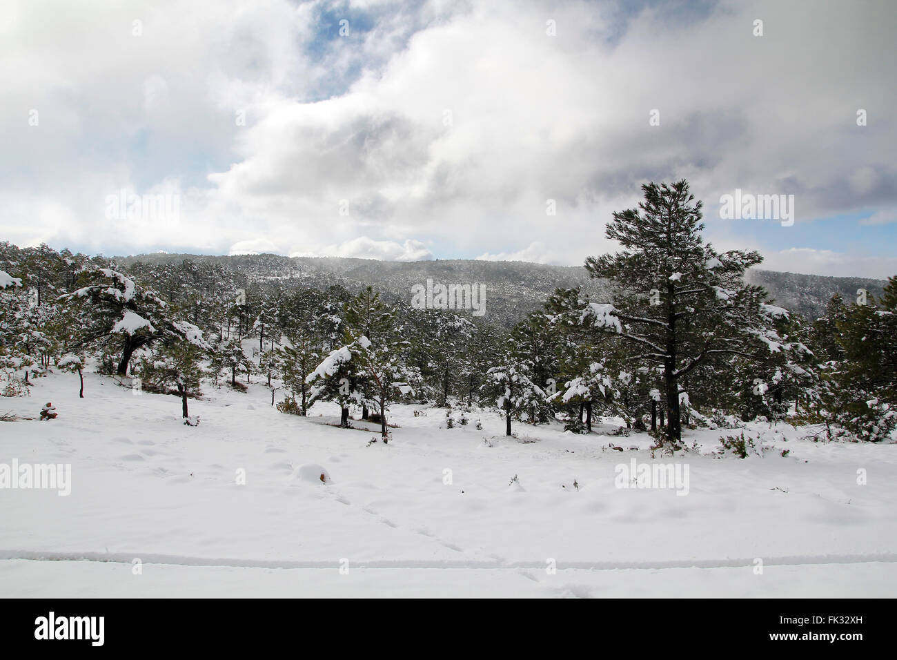 Snowy forest at winter, with pine trees Stock Photo - Alamy