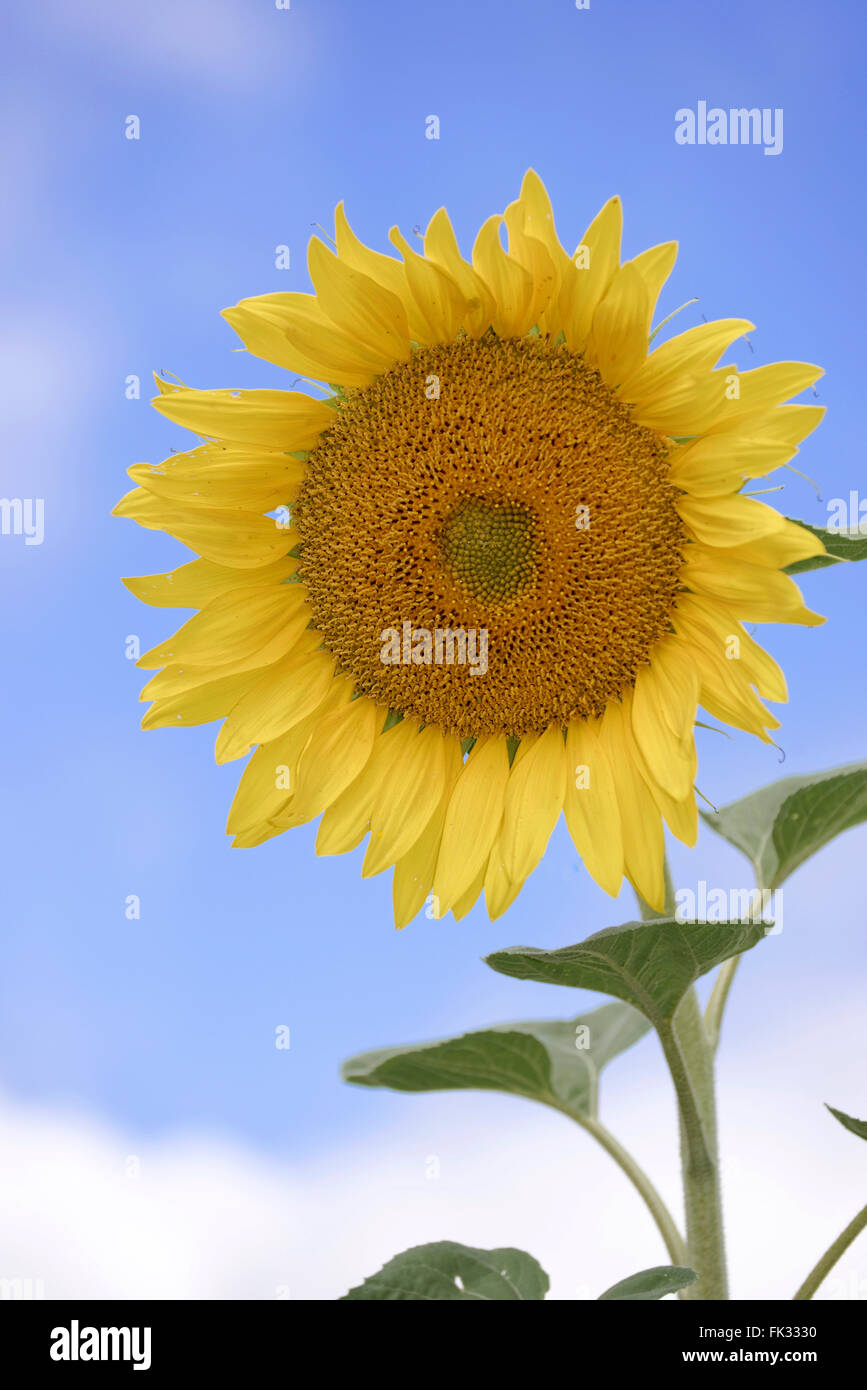 Sunflower (Helianthus annuus), blossoming, Baden-Württemberg, Germany Stock Photo