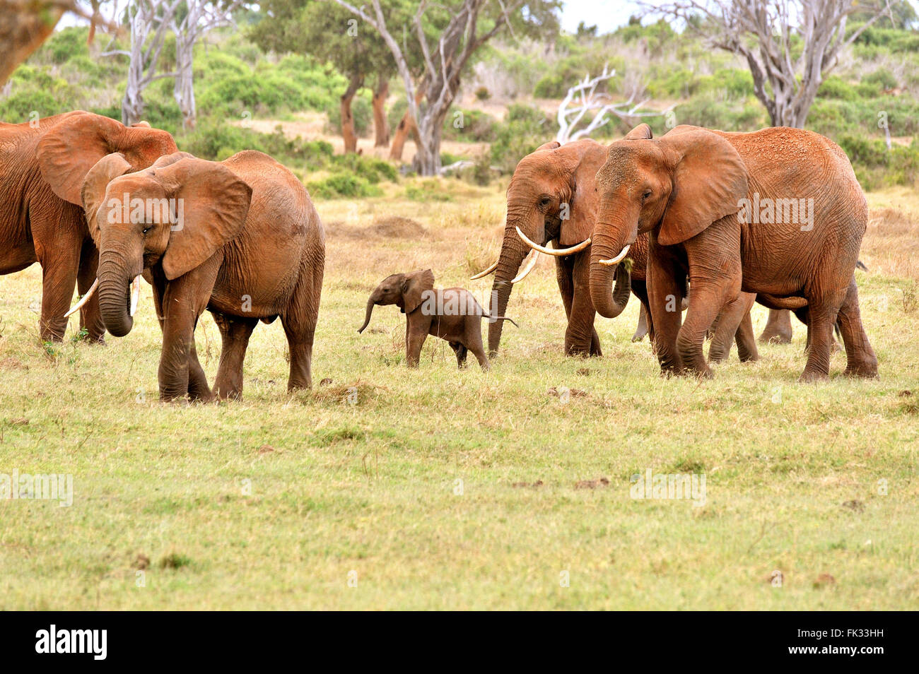 Very Young Elephant Baby, Loxodonta africana, playing around with its Family Stock Photo