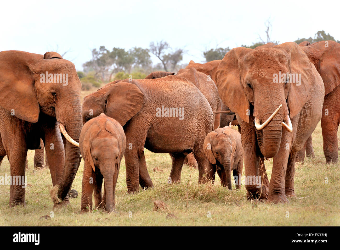 Very Young Elephant, Loxodonta africana, Baby playing around with its Family Stock Photo