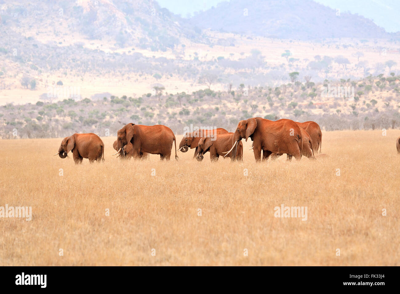 Group of Elephants, Loxodonta africana, in the yellow grass of Tsavo East National Park Stock Photo