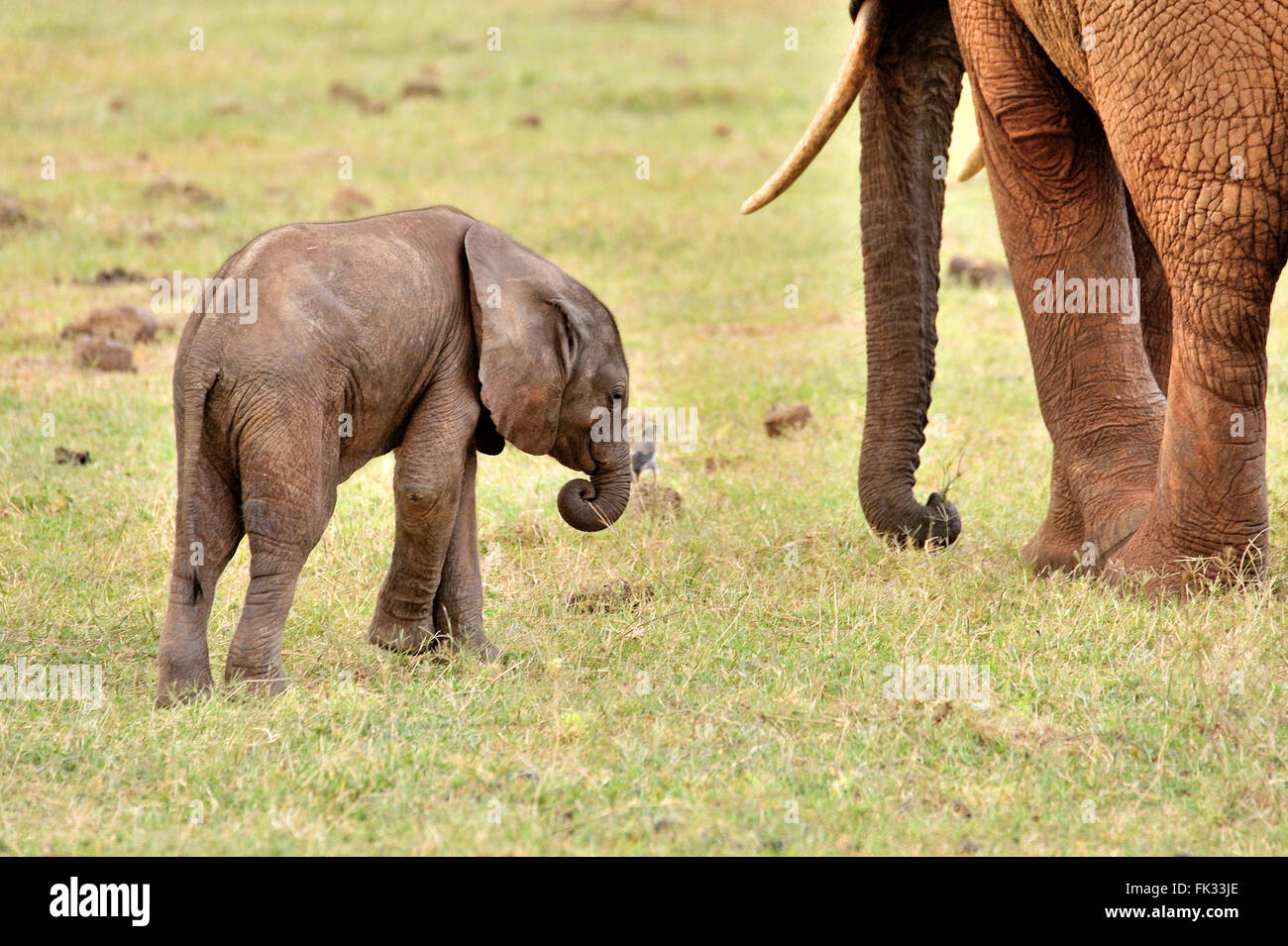 Young playful Elephant Baby, Loxodonta africana Stock Photo Alamy
