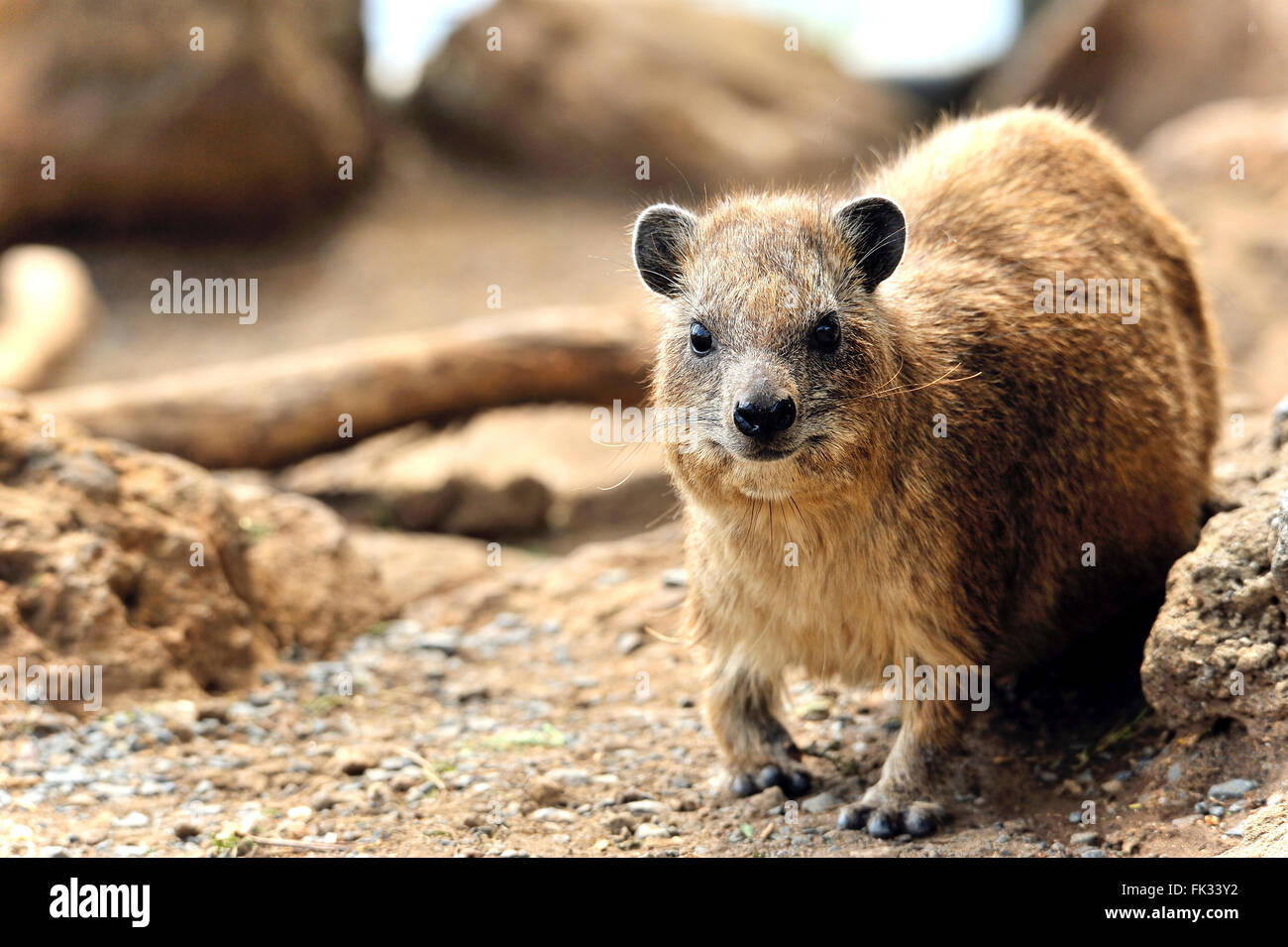 Hyrax, Hyracoidea, at Clips at Lake Nakuru Reserve, Kenya Stock Photo